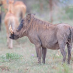 2-Day Rwanda Wildlife Safari