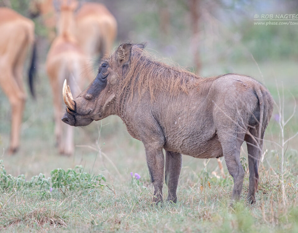 2-Day Rwanda Wildlife Safari