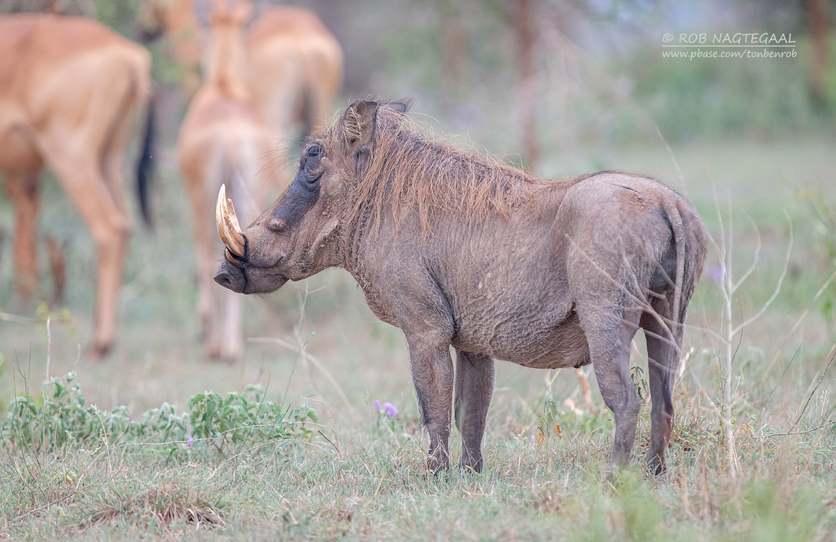 Arusha National Park