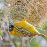 7-Day Uganda Wildlife Safari
