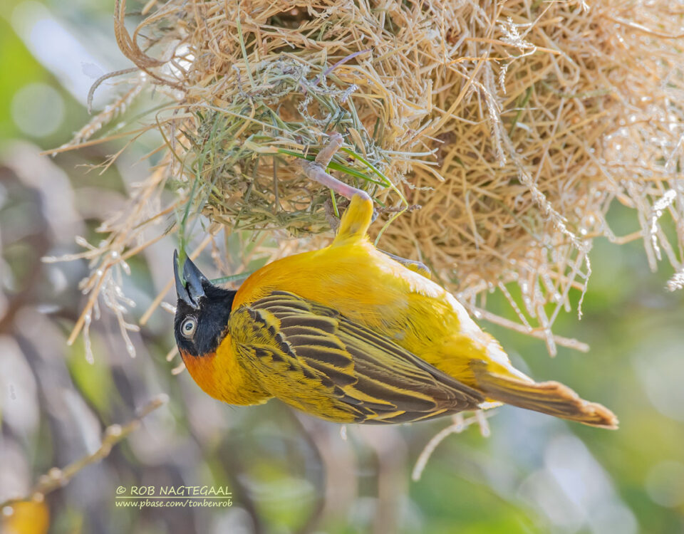 7-Day Uganda Wildlife Safari