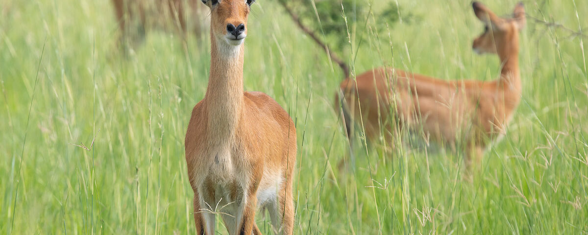 4-Day Uganda Luxury Safari