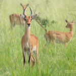 4-Day Uganda Luxury Safari