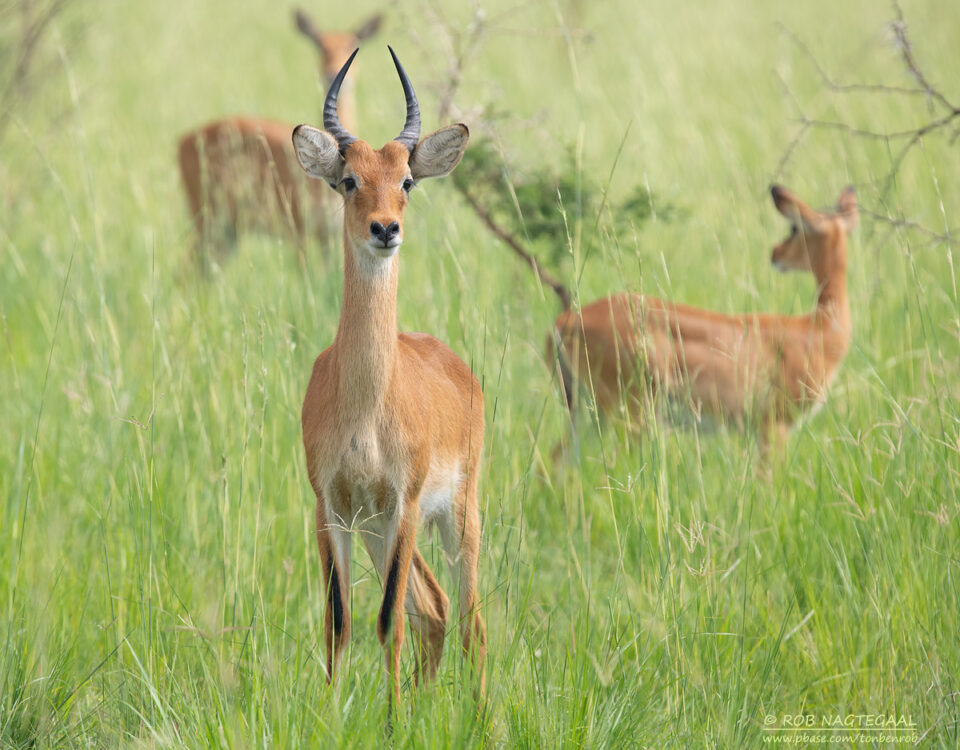 4-Day Uganda Luxury Safari