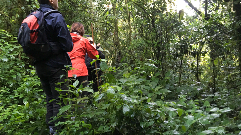 Golden Monkey Tracking in Rwanda