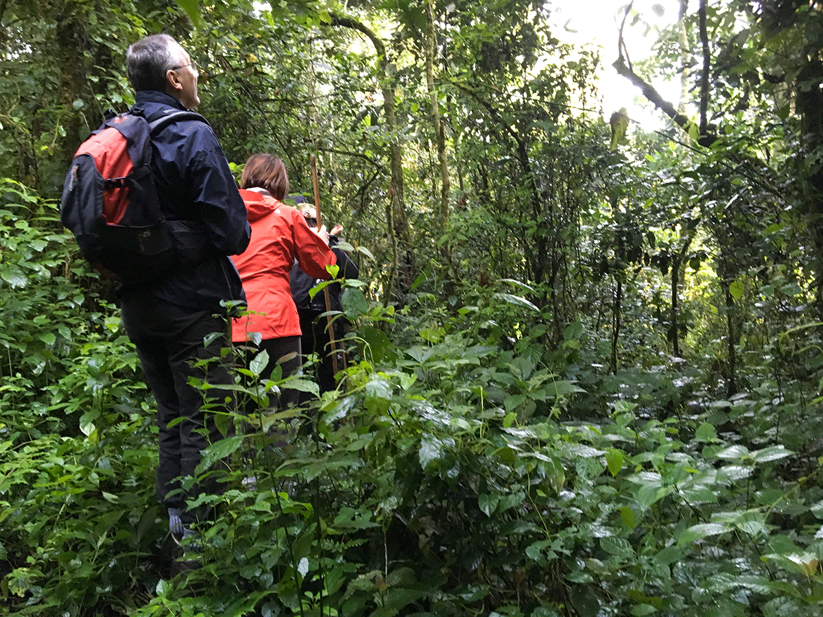 Golden Monkey Tracking in Rwanda