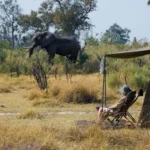 Africa Safari Experiences