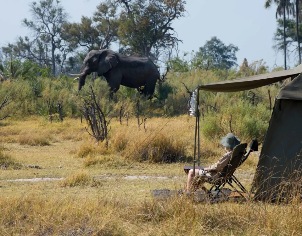 Africa Safari Experiences