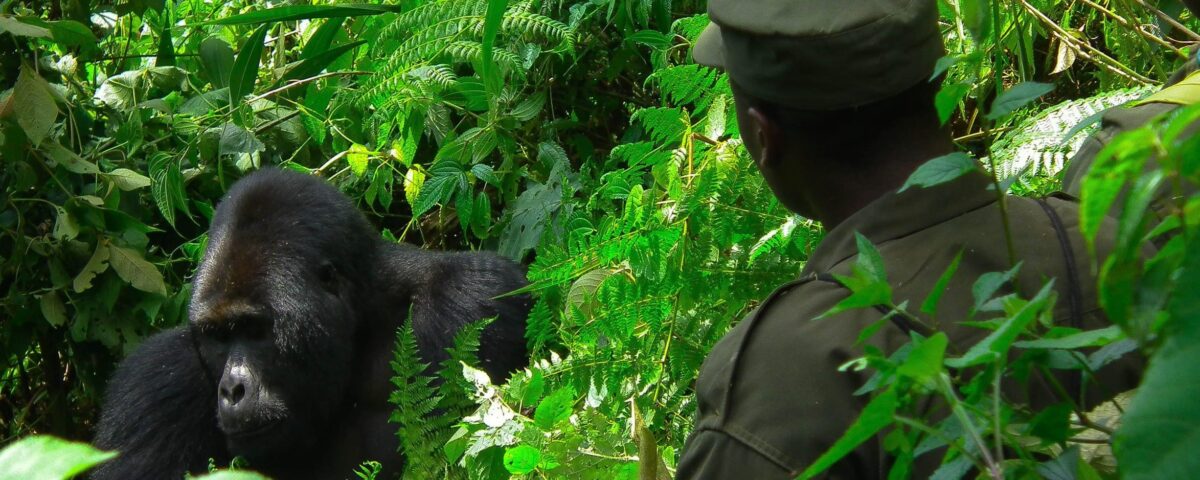 How Long Does a Typical Gorilla Trekking Experience Last