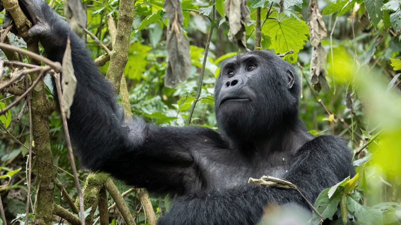 Gorilla Trekking in Uganda