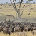 Africa Safari Experiences