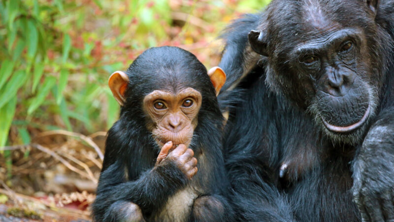 Tanzania Chimpanzee Tracking