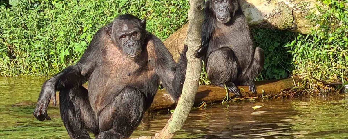 Why Is the Primate Walk in Kyambura Gorge a Standout Uganda