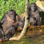 Why Is the Primate Walk in Kyambura Gorge a Standout Uganda