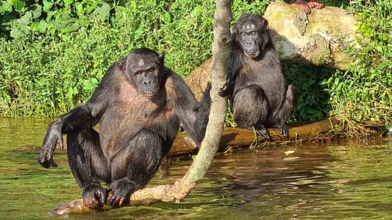 Tanzania Chimpanzee Tracking Safaris