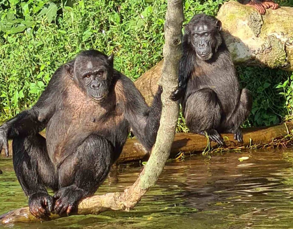 Why Is the Primate Walk in Kyambura Gorge a Standout Uganda