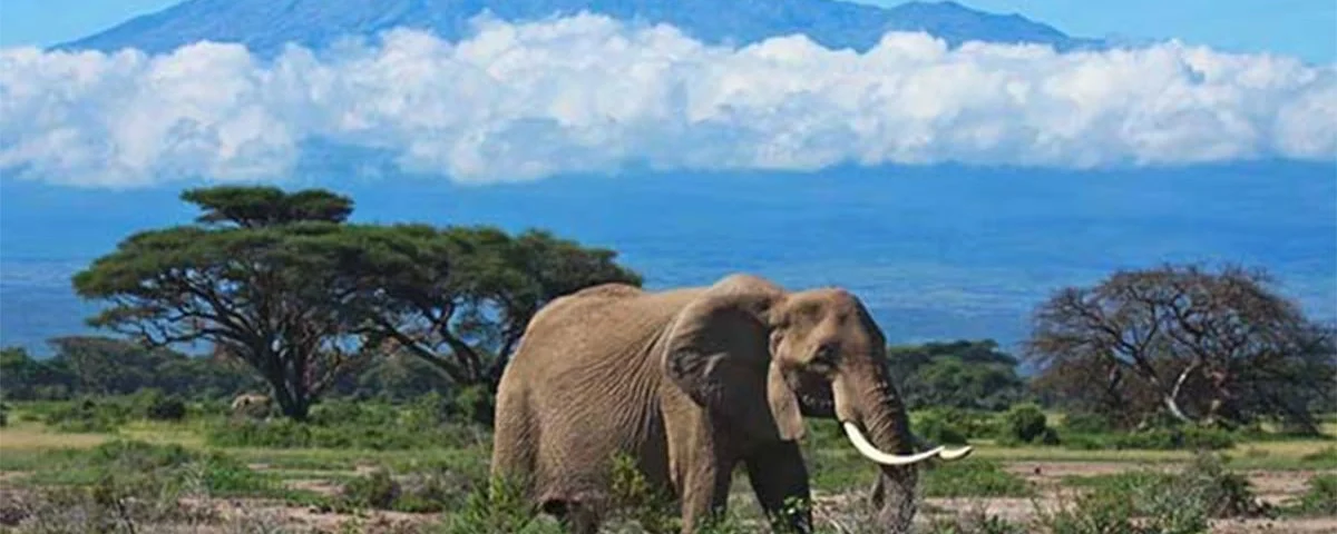 Climbing Kilimanjaro in Tanzania