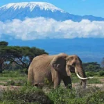 Climbing Kilimanjaro in Tanzania