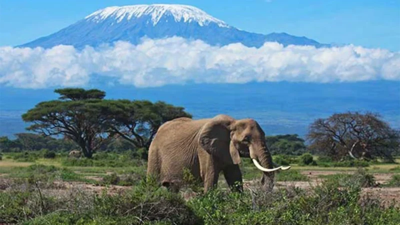 Climbing Kilimanjaro in Tanzania