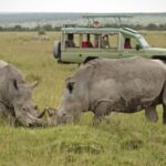 Ol Pejeta Wildlife Conservancy