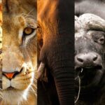 Top 10 Wildlife Species Unique to Uganda