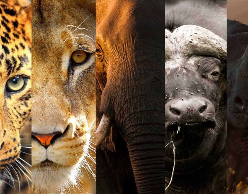 Top 10 Wildlife Species Unique to Uganda
