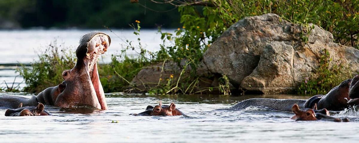 Exploring Queen Elizabeth National Park