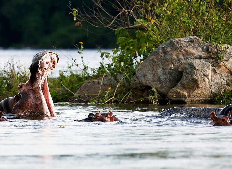 Exploring Queen Elizabeth National Park