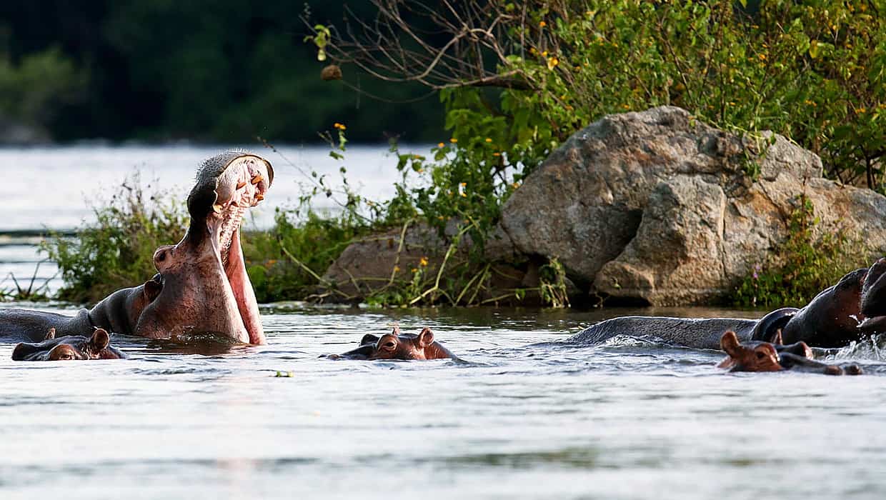 Exploring Queen Elizabeth National Park