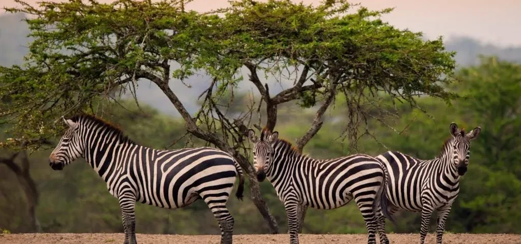 Exploring Lake Mburo National Park