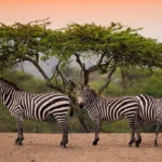 Exploring Lake Mburo National Park