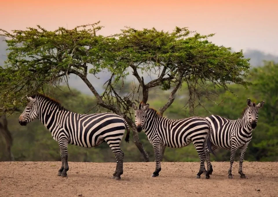 Exploring Lake Mburo National Park