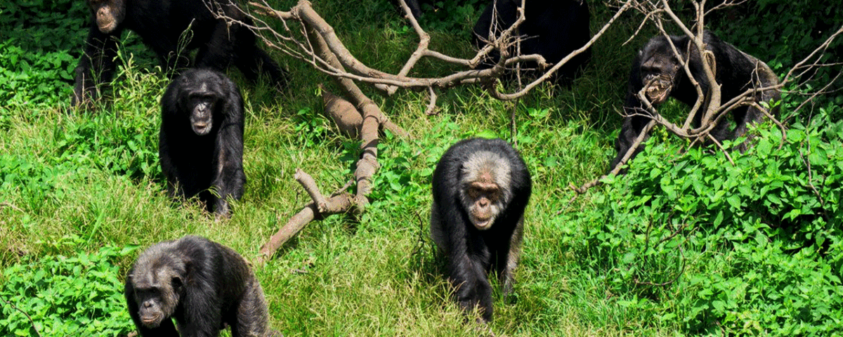 Why Should You Visit Ngamba Island Chimpanzee Sanctuary on