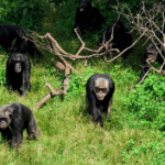 Why Should You Visit Ngamba Island Chimpanzee Sanctuary on