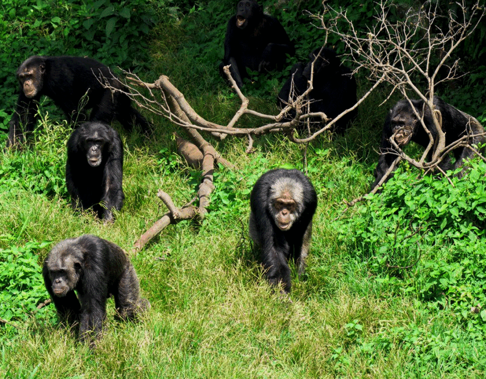 Why Should You Visit Ngamba Island Chimpanzee Sanctuary on