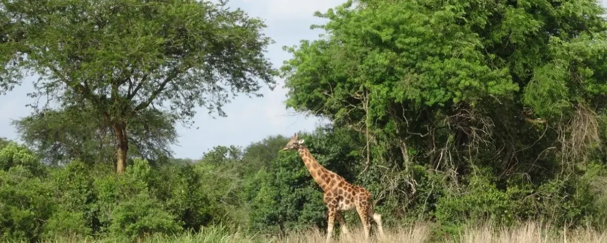 Giraffe Spotting in Murchison Falls National Park