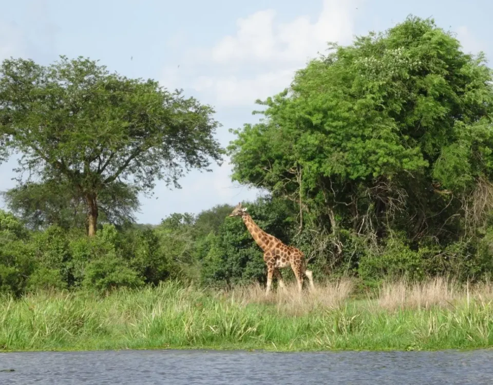 Giraffe Spotting in Murchison Falls National Park