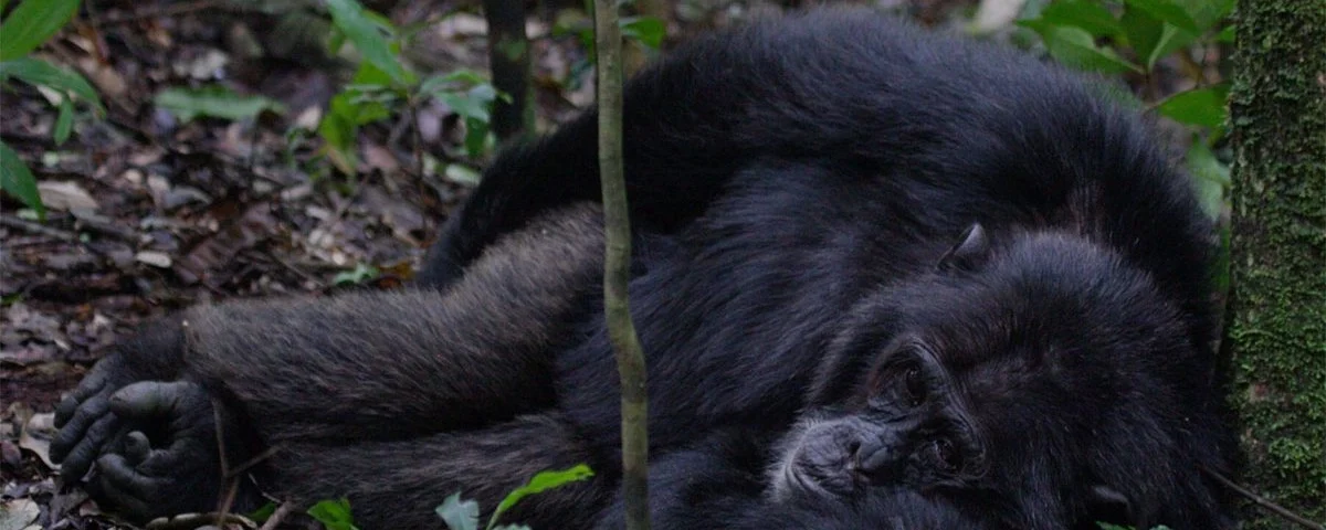 Chimpanzee Tracking in Budongo Forest