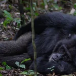 Chimpanzee Tracking in Budongo Forest