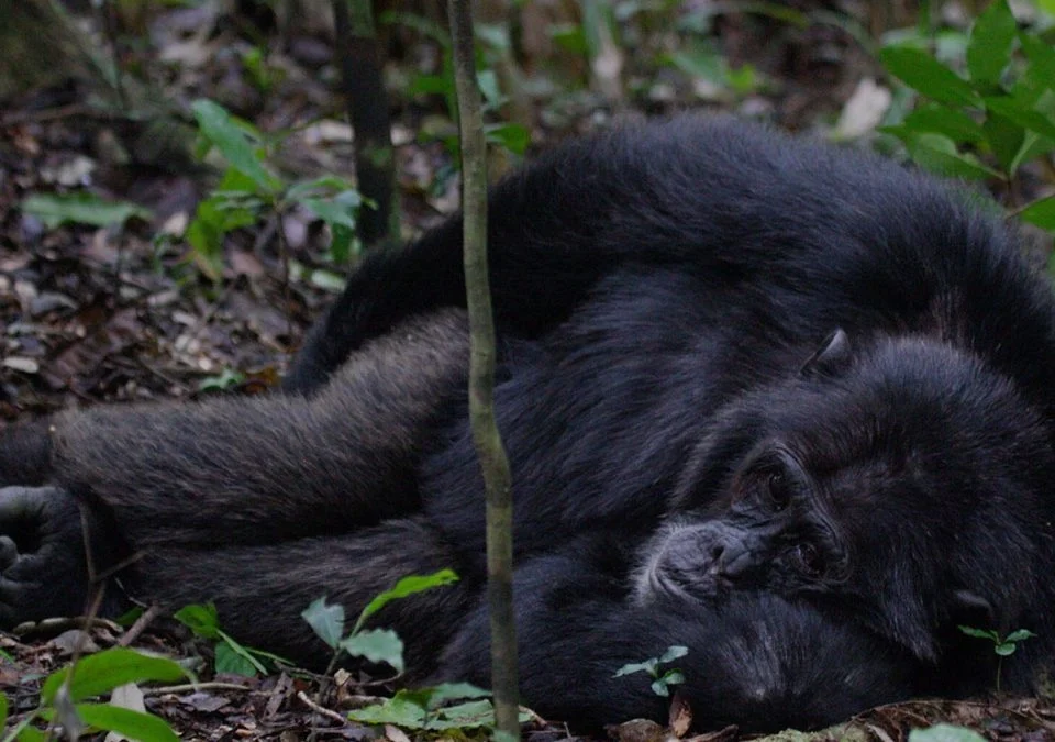 Chimpanzee Tracking in Budongo Forest