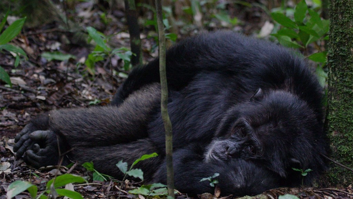 Chimpanzee Tracking in Budongo Forest