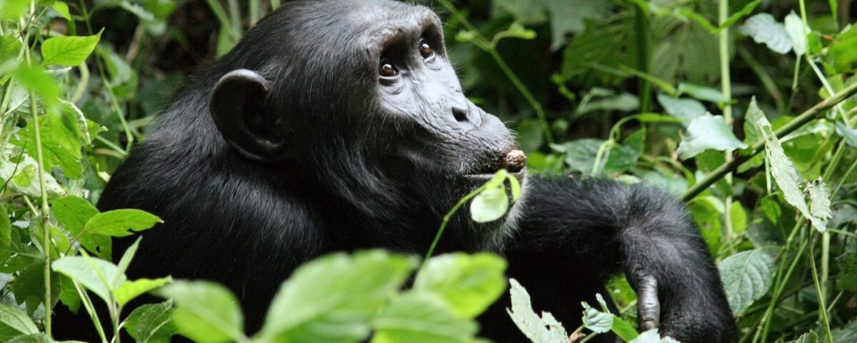Chimpanzee Habituation Experience in Kibale