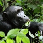 Chimpanzee Habituation Experience in Kibale