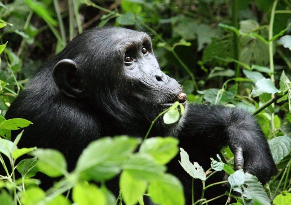 Chimpanzee Habituation Experience in Kibale
