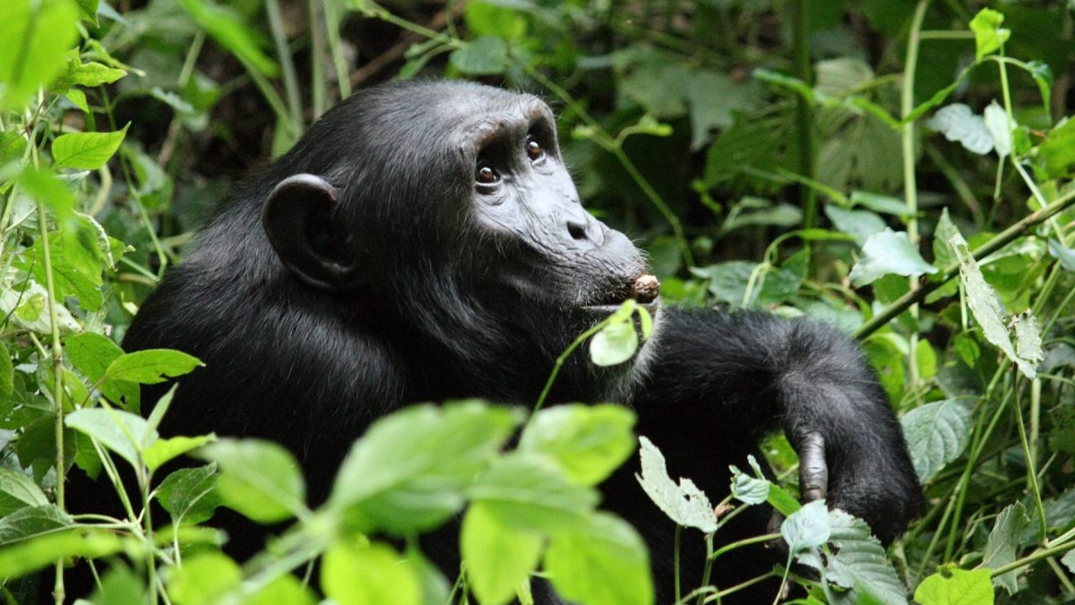 Chimpanzee Habituation Experience in Kibale