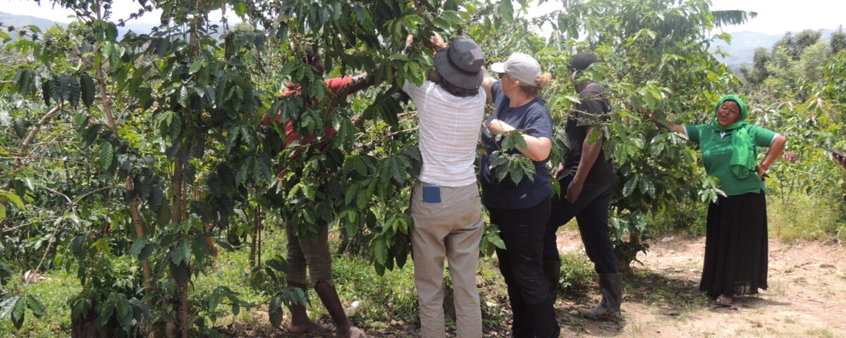Coffee Farm Tour in Sipi
