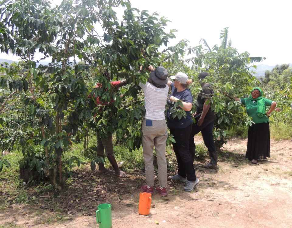 Coffee Farm Tour in Sipi