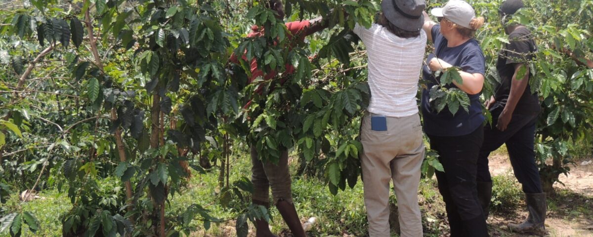 Coffee Tasting Tour in Kampala