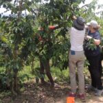 Coffee Tasting Tour in Kampala