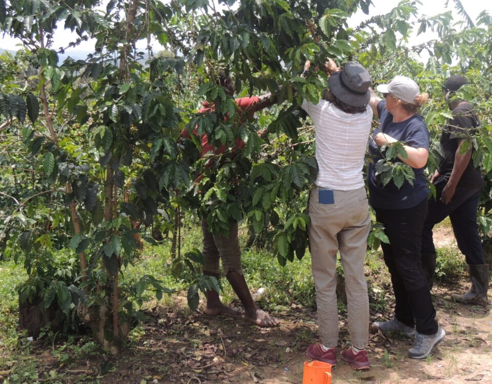 Coffee Tasting Tour in Kampala